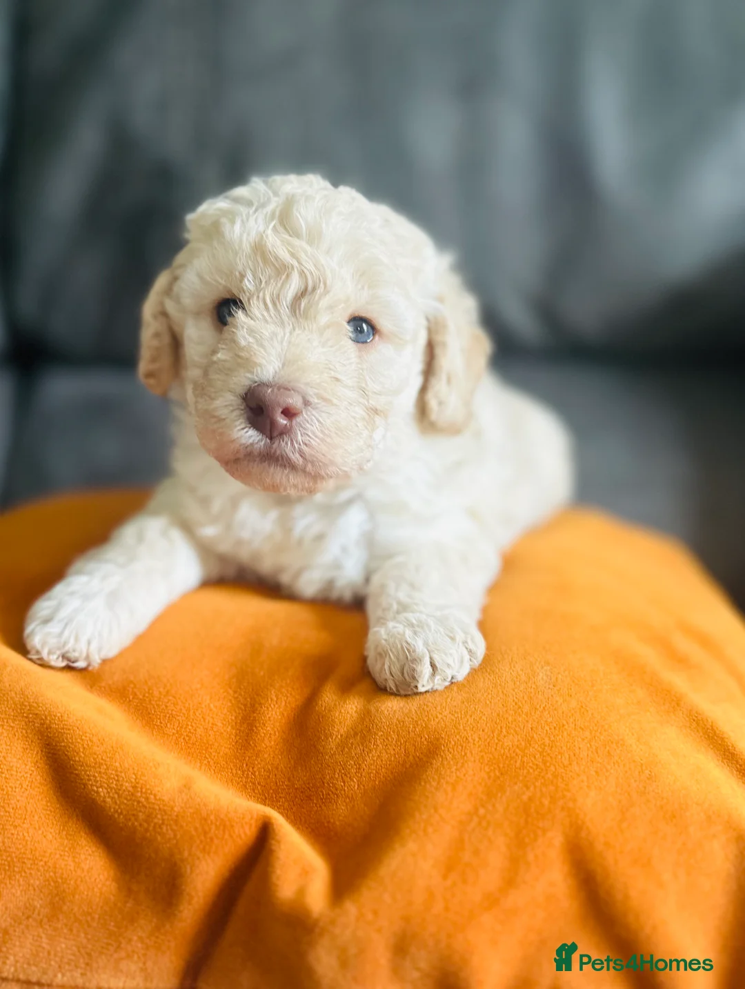 Labradoodle dogs for sale: 🐣Outstanding Mini F1B Labradoodles 🐣 - Advert 20