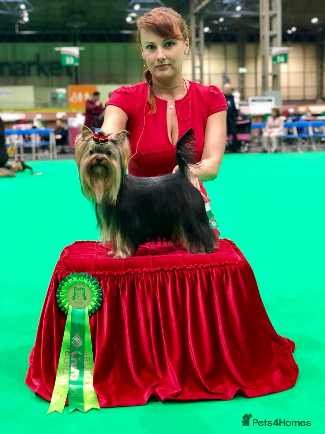 Yorkshire Terrier dogs for stud: Stunning UK champion small stud dog DNA tested in Rotherham - Advert 22