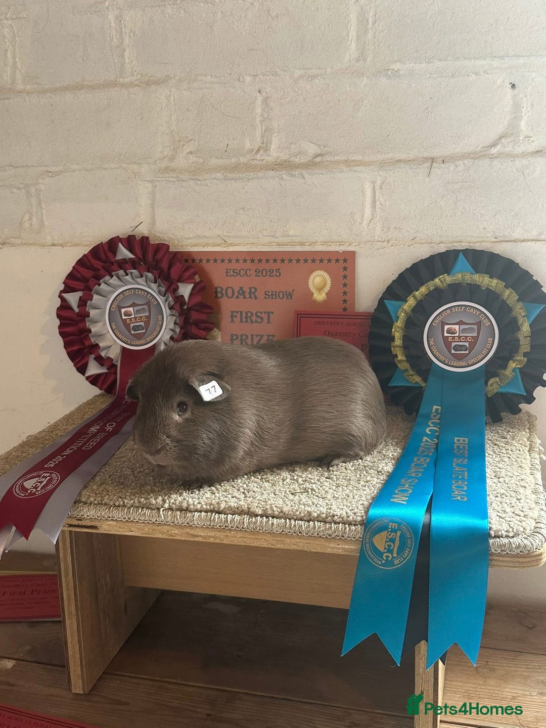 Guinea Pig rodents for sale: Lots of Guinea Pigs Always available!  - Image 32