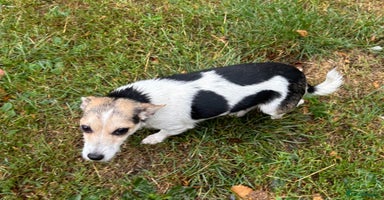 Jack Russell dogs - Advert 1