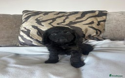 Cockapoo dogs for sale: Adorable F1 cockapoo puppies  - Image 38