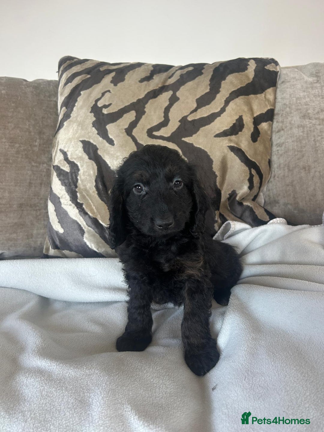 Cockapoo dogs for sale: Adorable F1 cockapoo puppies  - Image 38