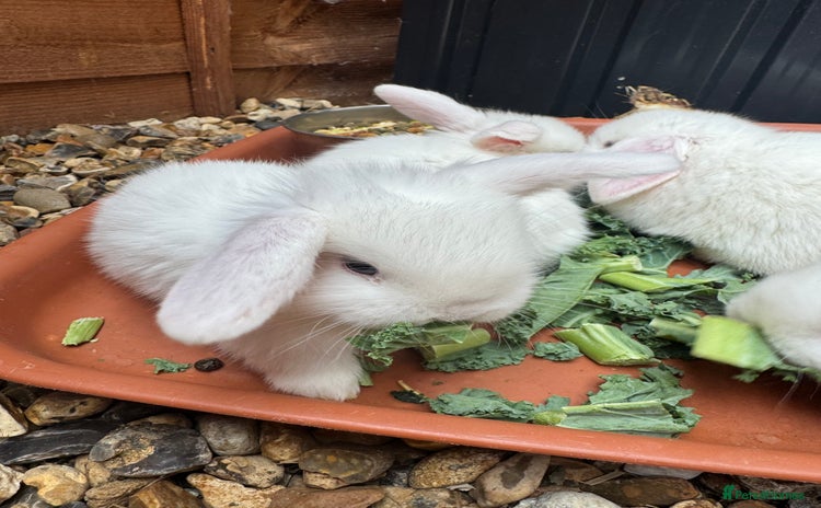 Mini Lop rabbits - Advert 1