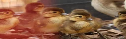 Ducks poultry for sale: Mandarin ducklings x7  in Radstock - Advert 5