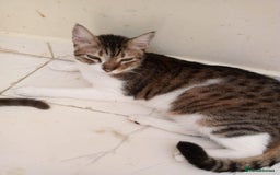 Mixed Breed cats for adoption: Lovely and fun Kito looking for a warm home <3 - Image 4