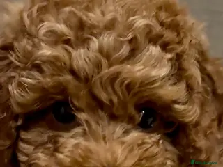 Cockapoo dogs Cockapoo F1b sable red female - Advert 5