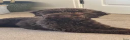 Cockapoo dogs for sale: 🐾 Beautiful Cockapoo Girl Coco🩷  - Advert 7