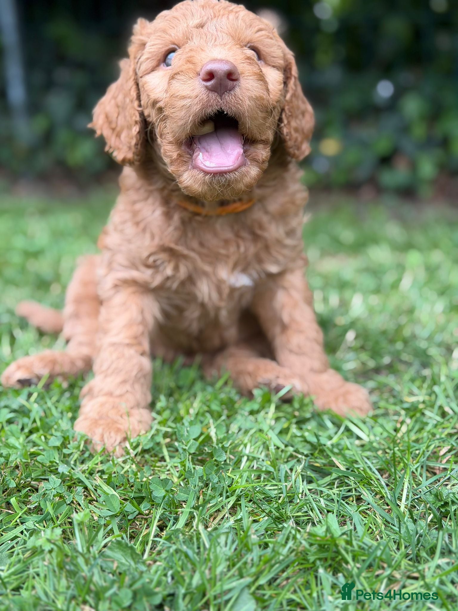 Mixed Breed dogs for sale: Adorable Australian fleece/wool Labradoodles - Advert 28