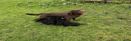 Labrador Retriever dogs for sale: Beautiful black Labrador puppies - Advert 8