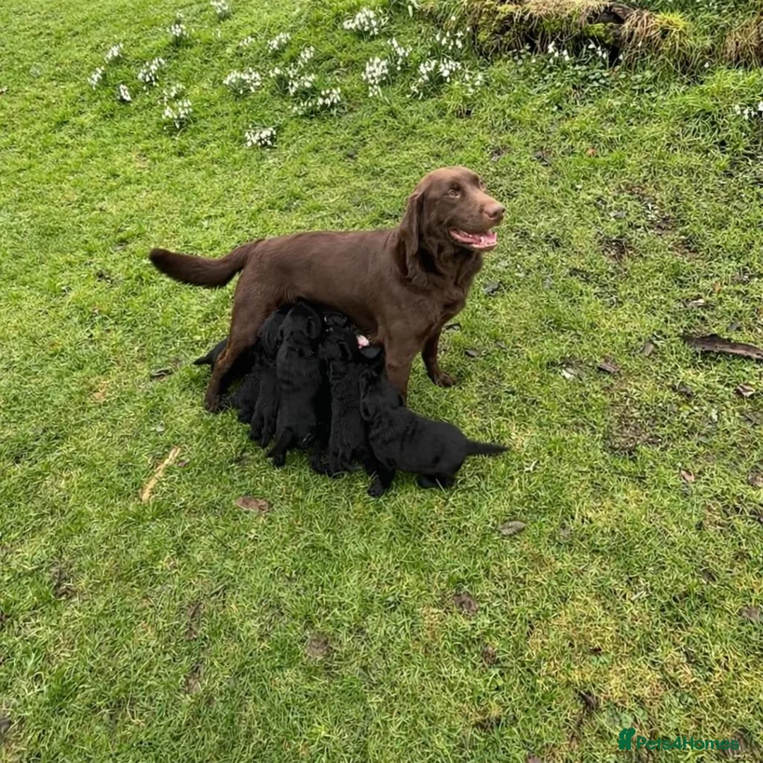 Labrador Retriever dogs for sale: Beautiful black Labrador puppies - Advert 8