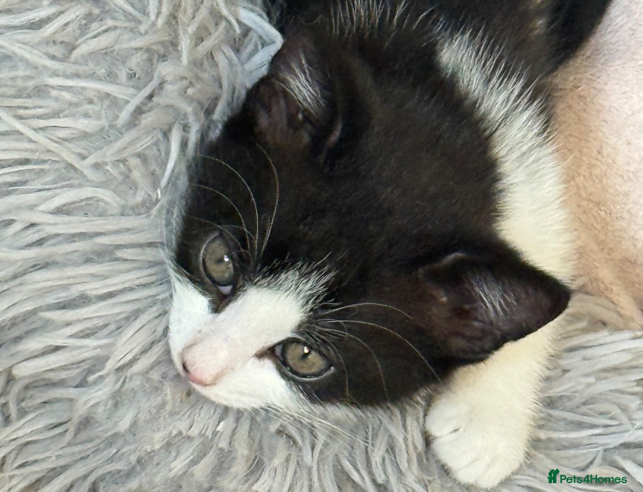 Mixed Breed cats ✨✨One sweet girl looking for her forever home 🩷 - Advert 3