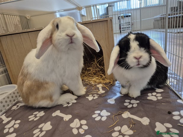 Mini Lop rabbits - Advert 16