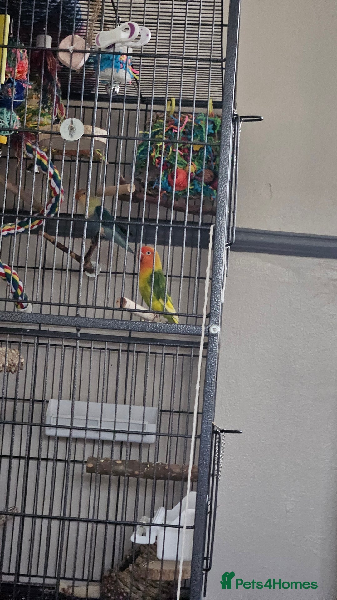 Lovebirds birds for sale: 2x lovebirds looking for a home. - Advert 2