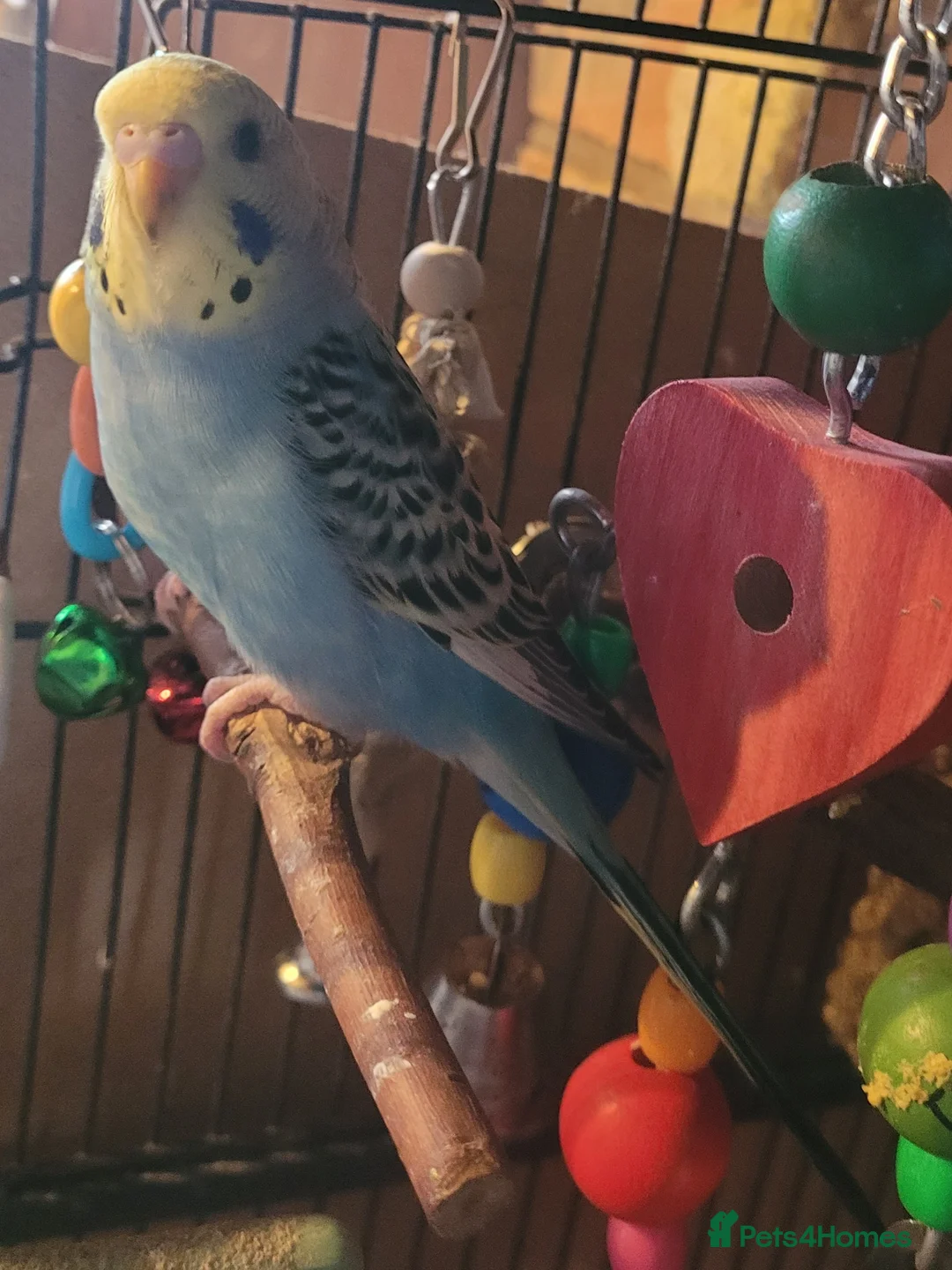 Budgerigars birds for sale: Baby Budgies (no offers) - Advert 11