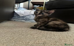 Bengal cats for sale: Bengals X ginger domestic kittens  - Image 5