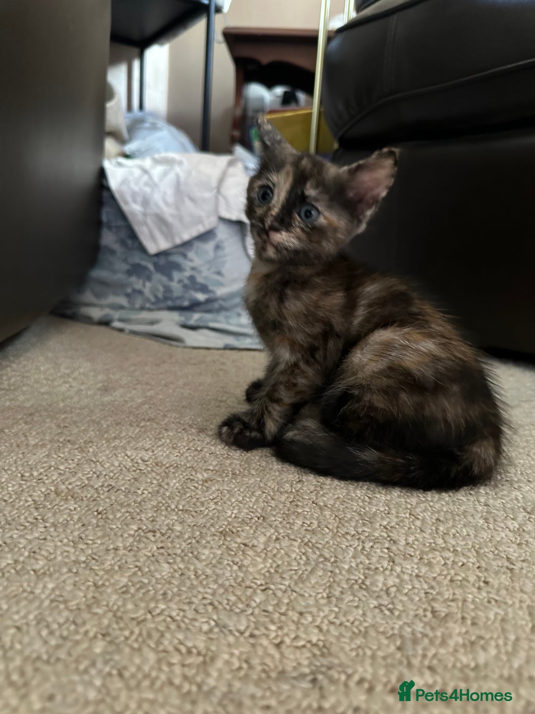 Bengal cats for sale: Bengals X ginger domestic kittens  - Image 5