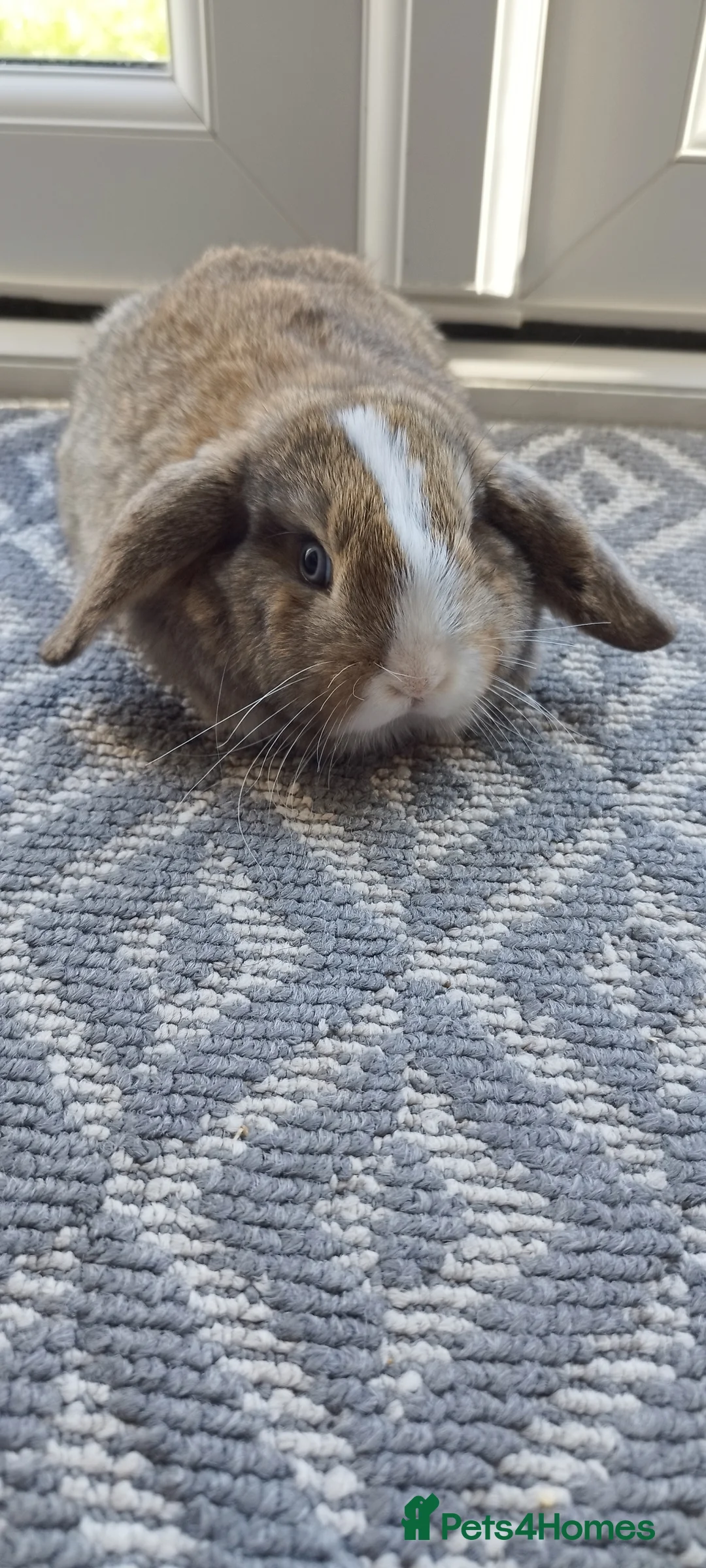 Mini Lop rabbits for sale: Mini lops Bunnies  - Advert 17