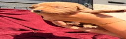 Labrador Retriever dogs for sale: Fox Red / yellow working Labradors  - Advert 26