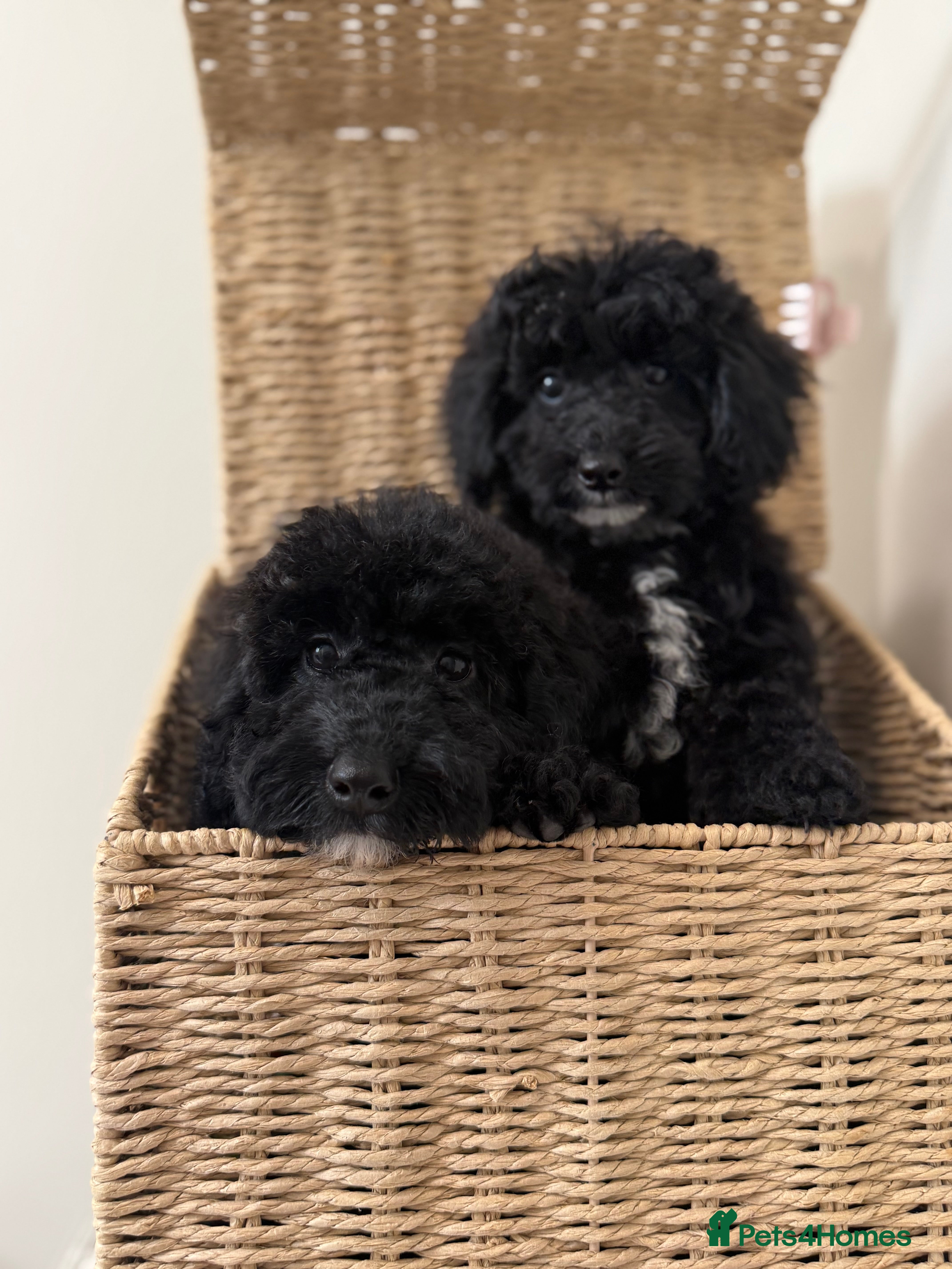 Australian Labradoodle dogs Health tested miniature Australian labradoodle 🩷 - Advert 1