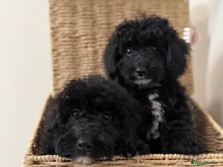 Australian Labradoodle dogs Health tested miniature Australian labradoodle 🩷 - Advert 1