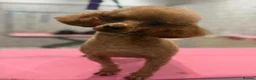 Maltipoo dogs for sale: 🩷💜Stunning Maltipoo Puppies💜🩷 - Advert 7
