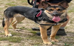Mixed Breed dogs for sale: Newzealand shepherd  - Image 1