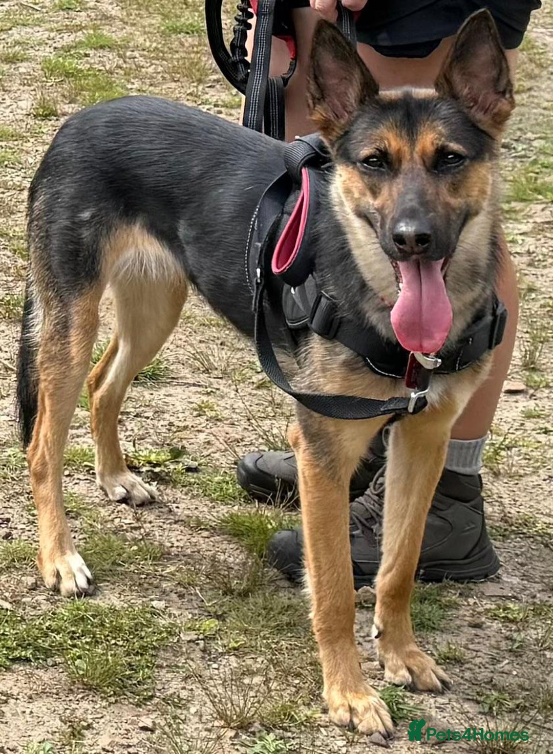 Mixed Breed dogs for sale: Newzealand shepherd  - Image 1