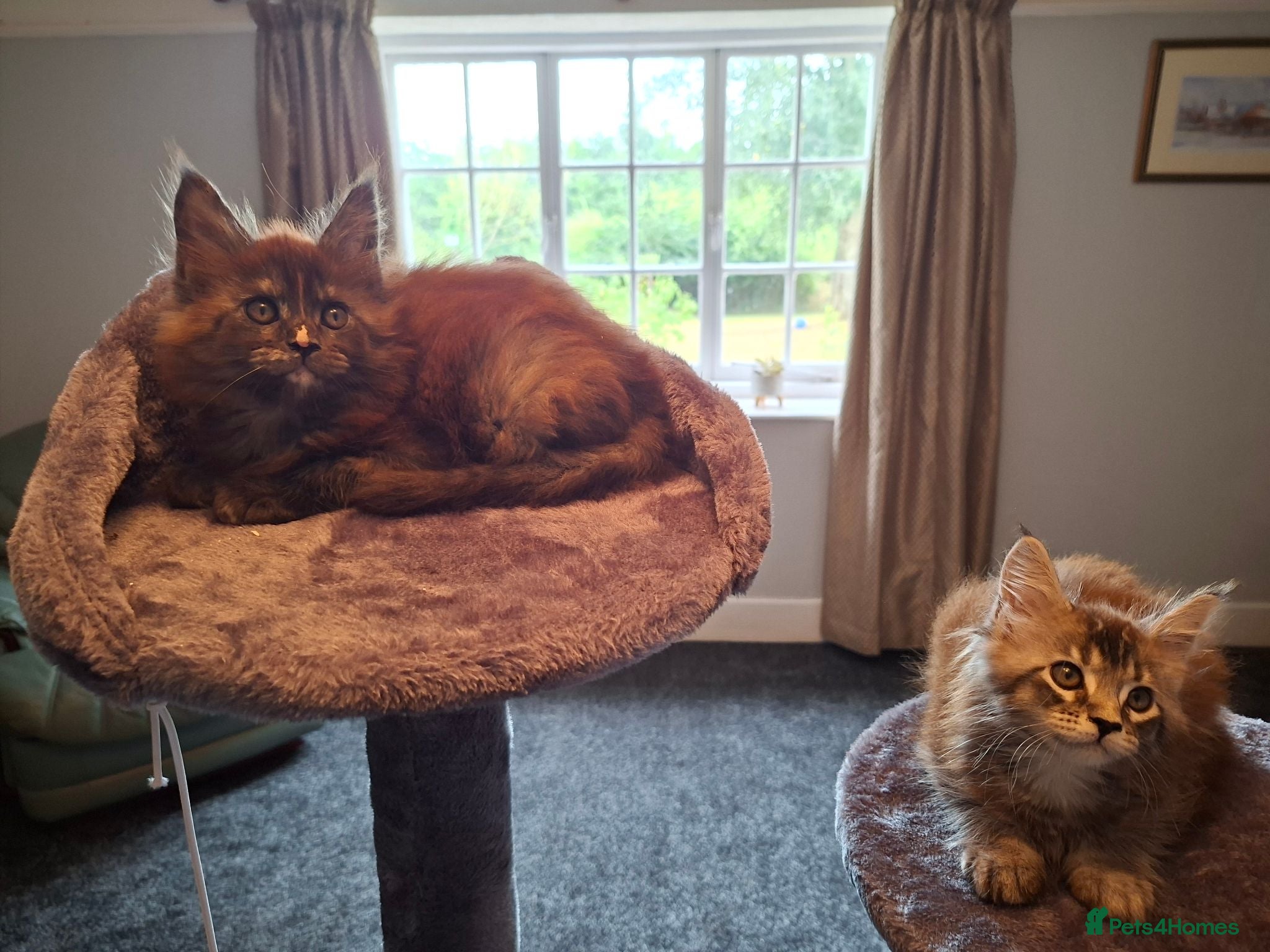Maine Coon cats Pure Tica active Main Coon kittens - Advert 14