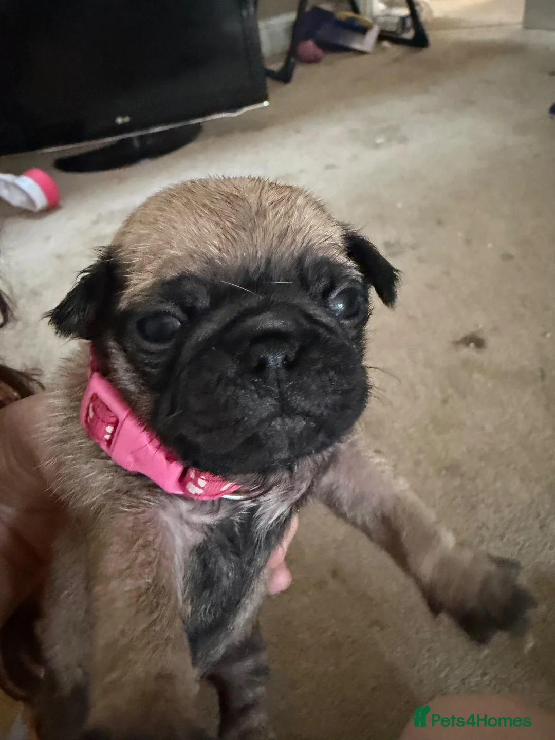 Frug dogs for sale: Beautiful Frugs  in Rainham - Advert 5
