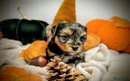 Yorkshire Terrier dogs for sale: 4 week old miniature Yorkshire terriers, 7 males  - Image 2