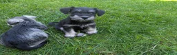 Miniature Schnauzer dogs for sale: Miniature schnauzer puppies  in Cowbridge - Advert 10