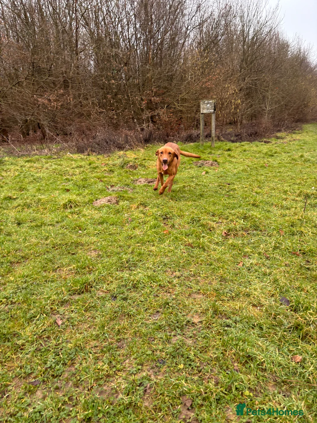 Labrador Retriever dogs for stud: Kc registered proven stud quality working lines  - Advert 5