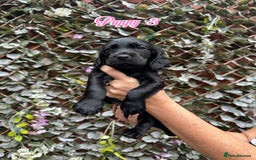 Cocker Spaniel dogs for sale: 1 boy & 1 girl left 🌟 - Image 3