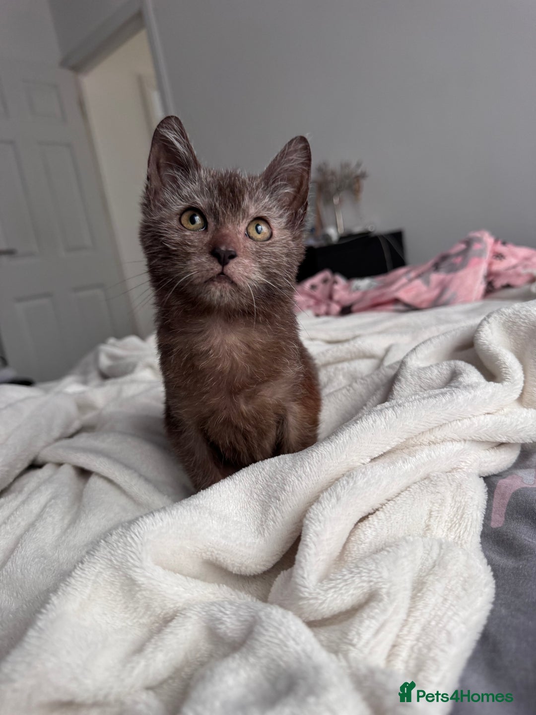 Lykoi cats for sale: Lykoi - Advert 2