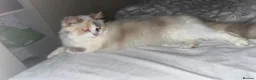Ragdoll cats for sale: Dilute tortie ragdoll  - Advert 6