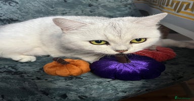 British Shorthair cats - Advert 6