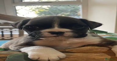 Boxer dogs - Advert 4