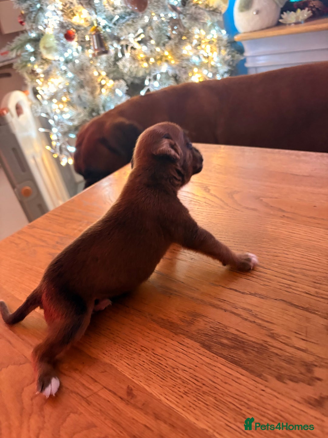 Boxer dogs for sale: KC registered boxer puppies  - Advert 5