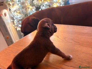 Boxer dogs KC registered boxer puppies - Advert 1