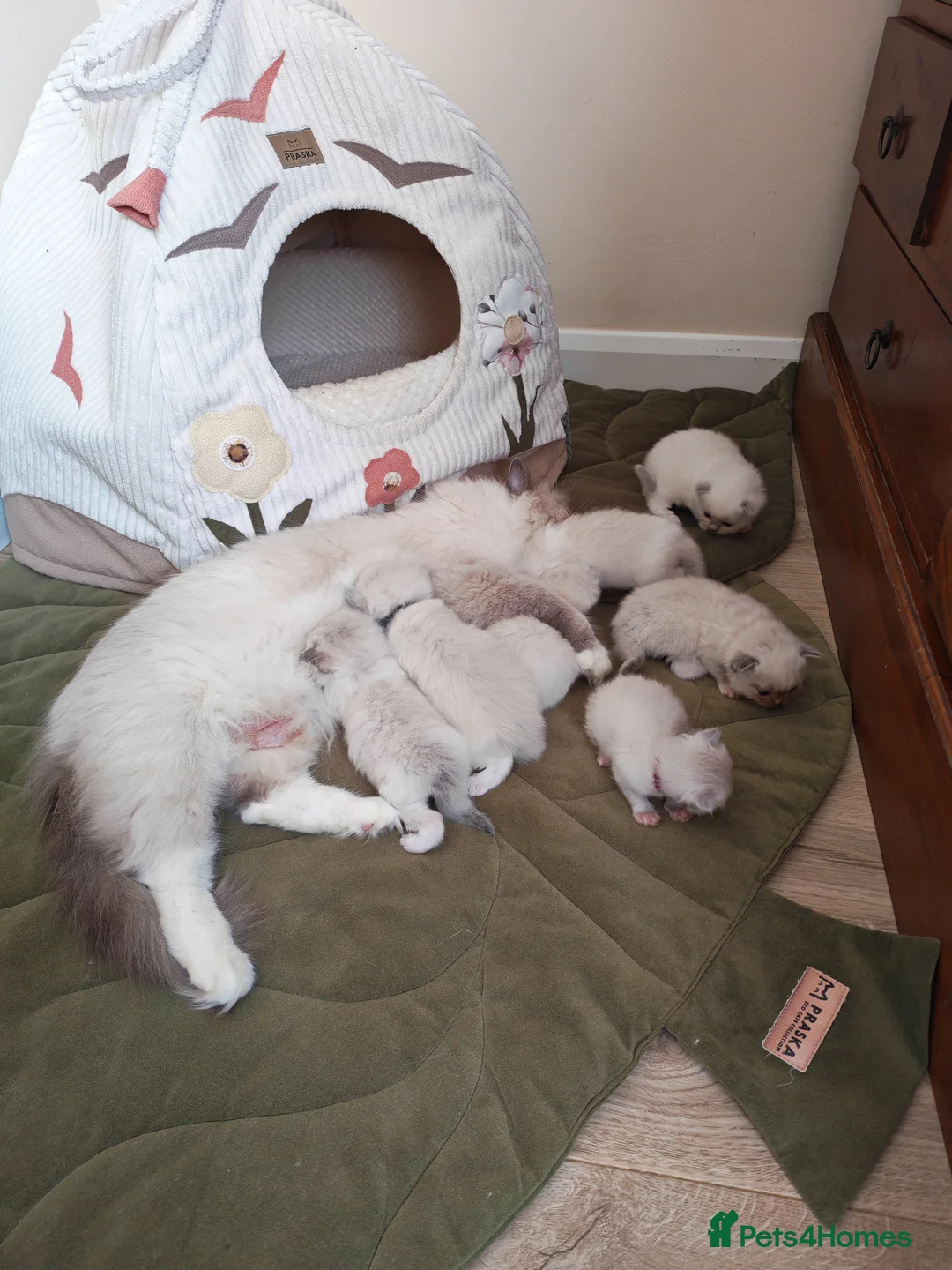 Ragdoll cats for sale: BEAUTIFUL RAGDOLLS KITTENS GCCF REGISTERED  - Advert 1