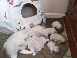 Ragdoll cats BEAUTIFUL RAGDOLLS KITTENS GCCF REGISTERED - Advert 3