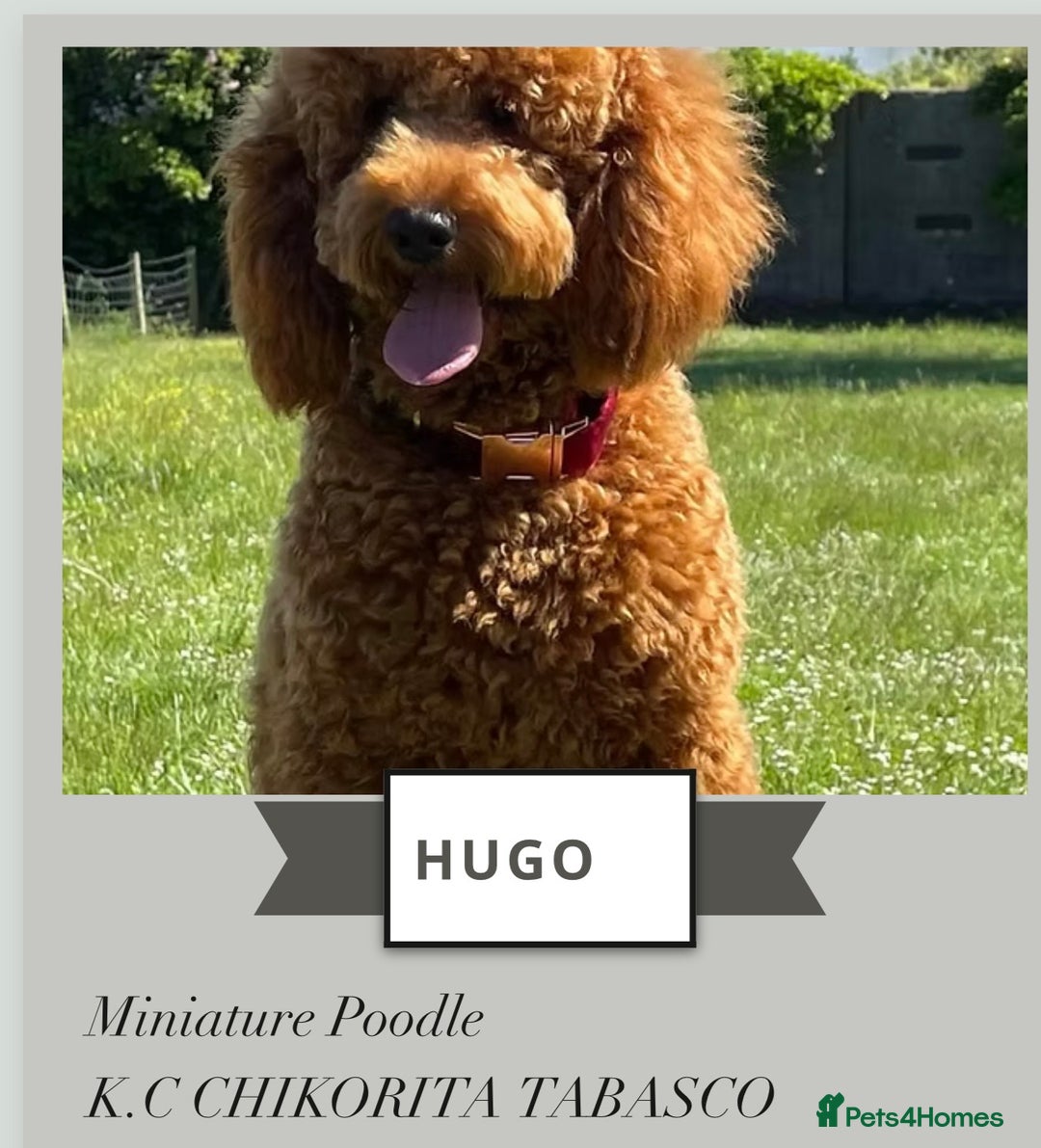 Cockapoo dogs for sale: F2Bb Cockapoo puppies  - Advert 3