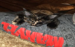 Maine Coon cats for sale: ❤️ Stunning ❤️ GCCF Registered Maine Coon Kittens - Image 9