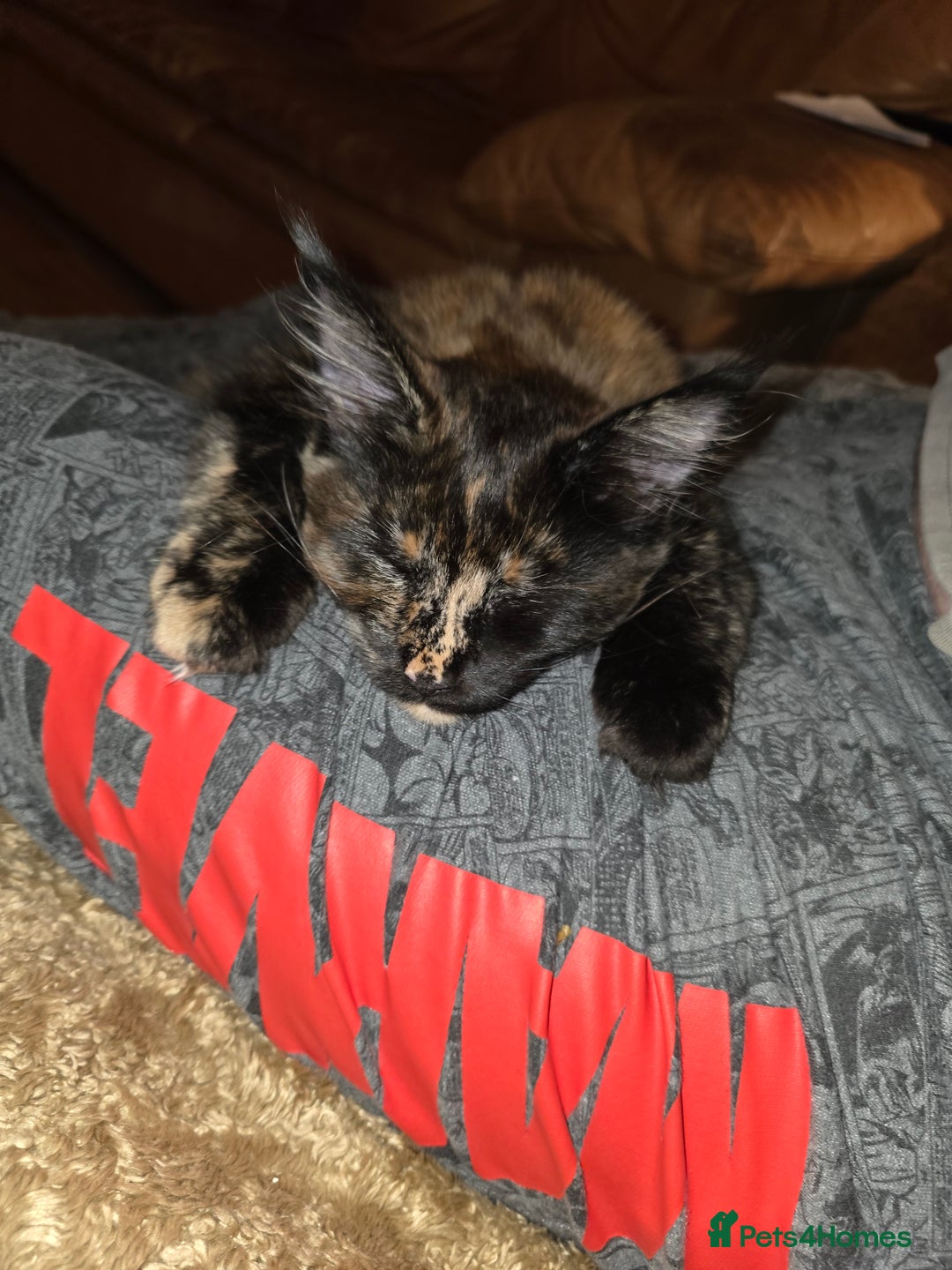 Maine Coon cats for sale: ❤️ Stunning ❤️ GCCF Registered Maine Coon Kittens - Image 9