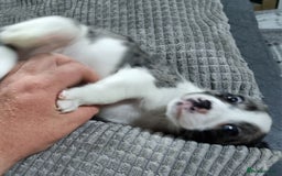 Jack Russell dogs for sale: Jack Russell Pups (ready 24th July) - Image 15