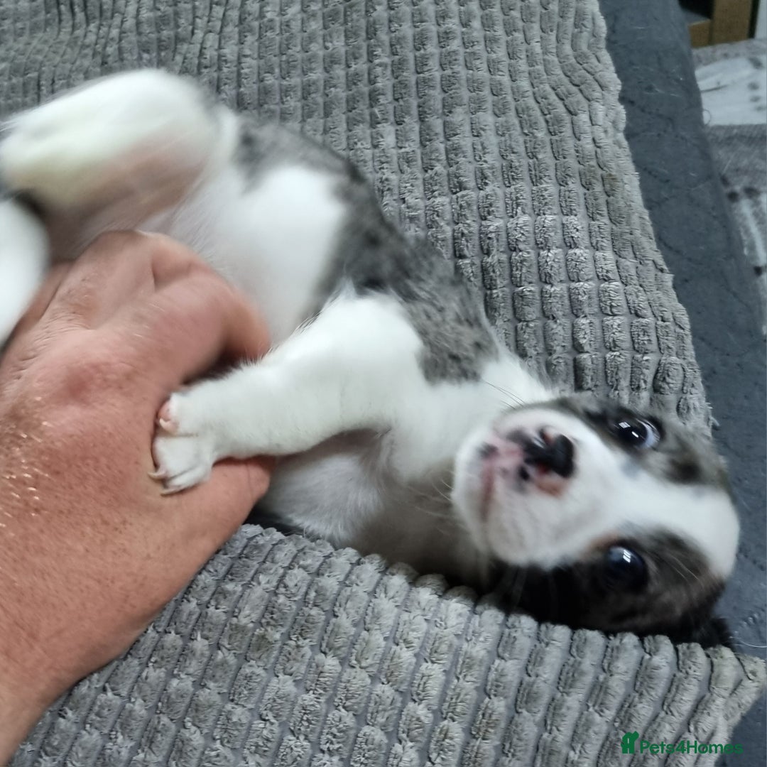 Jack Russell dogs for sale: Jack Russell Pups (ready 24th July) - Image 15