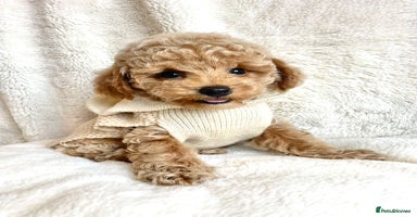 Toy Poodle dogs - Advert 6