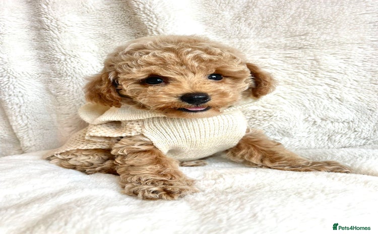 Toy Poodle dogs - Advert 1