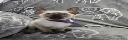 Siamese cats for sale: Adorable fur babies - Advert 10