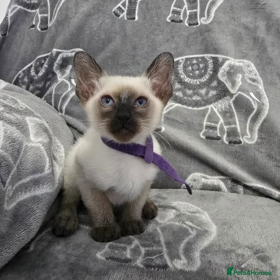 Siamese cats for sale: Adorable fur babies - Advert 10